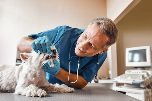 Best Broken or Chipped Tooth Repair in Selmer, TN